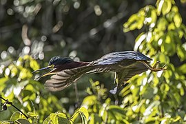 in Guatemala