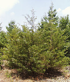 Description de l'image Juniperus virginiana1.jpg.