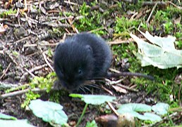 Норик підземний Terricola subterraneus