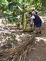 Palmenblatt der Roystonea regia, Cuba, Baracoa