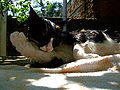 A domesticated tortoiseshell cat grooming herself.