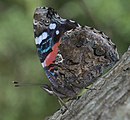 Adult, ventral view of wings.