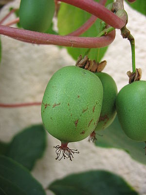 Actinidia arguta (jong frücht)