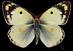 Colias hyale, ♂