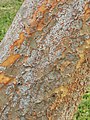 Ulmus parvifolia bark