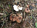 !!!Lepiota brunneoincarnata!!!