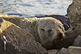 Arctocephalus forsteri, otarie à fourrure, Ile du Sud, Nouvelle-Zélande