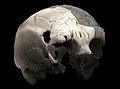 Image 7Aroeira 3 skull of 400,000 year old Homo heidelbergensis. The oldest trace of human history in Portugal. (from History of Portugal)