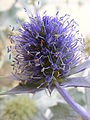 Blauwe zeedistel (Eryngium maritimum)