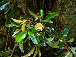 Folhas e flores de Galbulimima baccata.