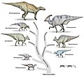 Image 19 Hadrosauroidea Image credit: Debivort Representative dinosaurs of the Hadrosauroidea superfamily. The family Hadrosauridae contains the dinosaurs commonly known as "duck-billed" dinosaurs. They were ubiquitous herbivores during the Cretaceous period, and prey to theropoda such as Tyrannosaurus. The individual drawings represent typical genera. All these groups were alive in the late Cretaceous, and are generally known only from a single fossil site. Animals are shown to scale. More selected pictures
