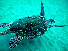 Foto af skildpadde, der svømmer i lavt, grønt vand