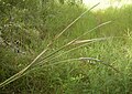 Heteropogon triticeus