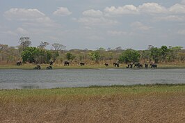 Nationaal park Kasungu