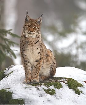 Paprastoji lūšis (Lynx lynx)