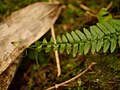 葉の先端が伸びて発芽している