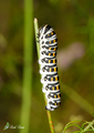 Papilio alexanor bruco Piemonte, Valle Gesso (CN)