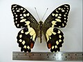 Papilio demoleus