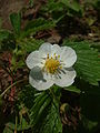 Fragaria viridis