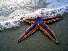 Astropecten articulatus