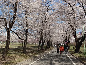 赤城南面千本桜