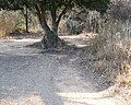 山頂部の削平面