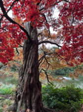 Acer Palmatum, Nihun suyumanta Arsi