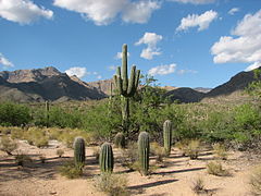 Saguaro