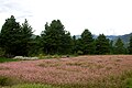 Field of buckwheat in Bumthang (Bhutan)