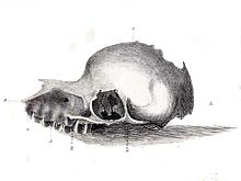A sketch of a skull with a broad beak and large teeth and a round cranial cavity