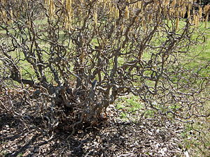 Corylus avellana ssp. Contorta, Korkskruvhassel