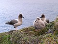 Couple d'albatros fuligineux à dos clair et son poussin sur nid à Crozet.