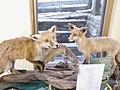 Stuffed foxes on display
