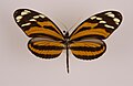 Heliconius ismenius telchinia