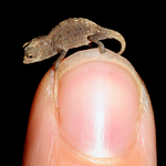 La plej malgranda reptilo en la mondo - Brookesia micra