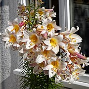 Lilium regale