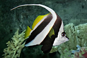 Pennant coralfish