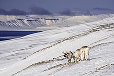 Two Svalbard reindeer grazing in Bünsow Land National Park, Spitsbergen, Norway. Photo by Siri Uldal