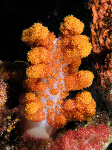Мягкий коралл дендронефтия (Dendronephthya sp.) в национальном парке Комодо, Индонезия