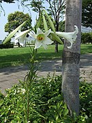 タカサゴユリ、白い花も見られる。