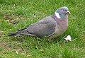 Wood Pigeon