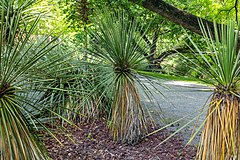 Yucca baileyi