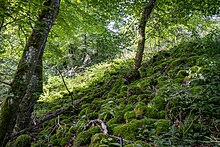 Mit Moos zugewachsene Steine in einem Wald