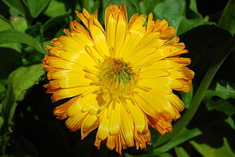 گل همیشه‌بهار (pot marigold)