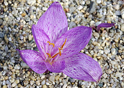 Colchicum variegatum