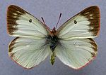 Colias palaeno, ♀