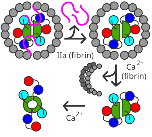 Aサブユニットの活性化ペプチド（ピンク）は、フィブリンの存在下でトロンビン（IIa）によって除去される。Bサブユニット（灰色）は、カルシウムの助けのもと解離し、Aサブユニット二量体が活性化される（XIIIa）。