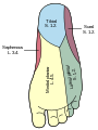 Zones d'innervation plantaire des nerfs de la jambe.