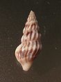 קונכייה של חילזון ים מהמין Iredalea inclinata