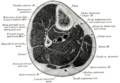 Corte transversal da perna